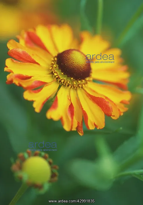 : Helen's Flower : Helen's Flower