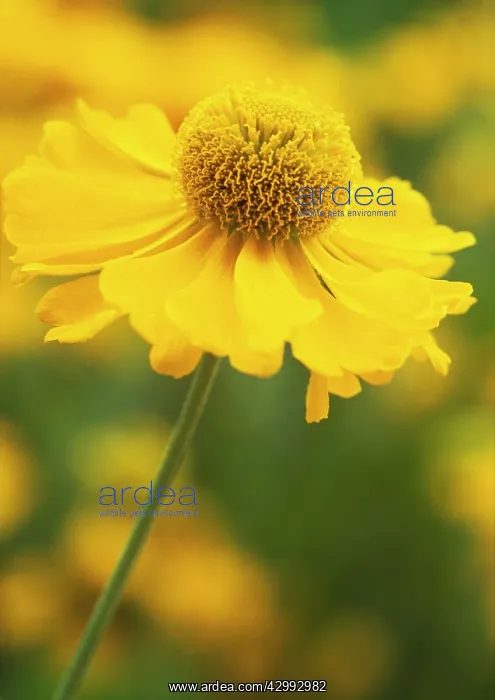 : Helen's Flower : Helen's Flower