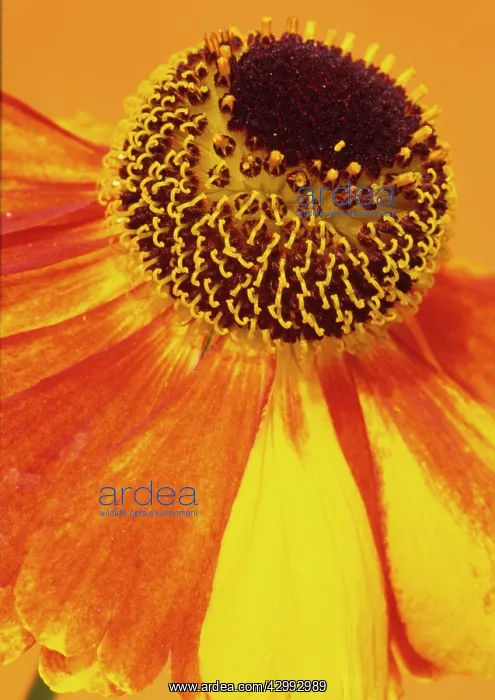 : Helen's Flower : Helen's Flower