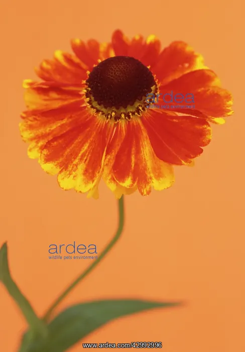 : Helen's Flower : Helen's Flower