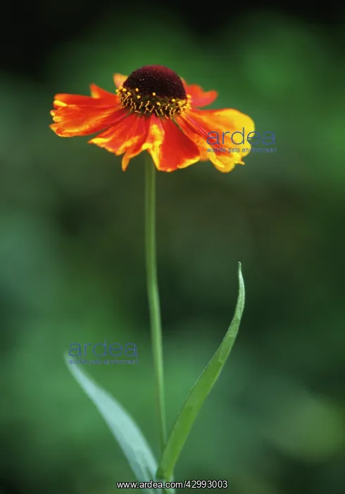 : Helen's Flower : Helen's Flower