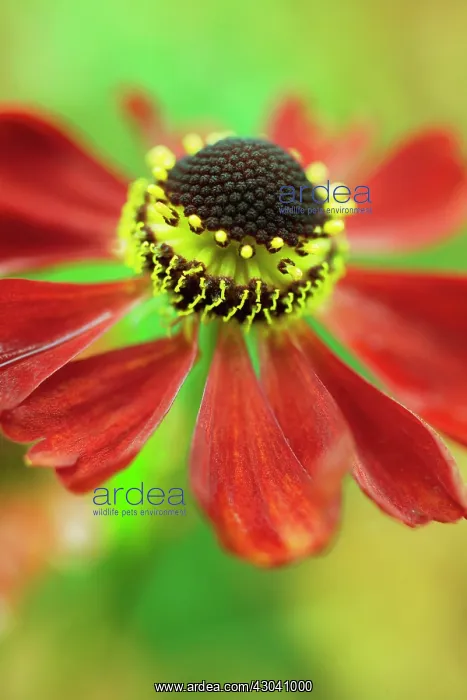 : Helen's Flower
