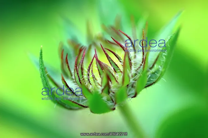  : Helen's Flower