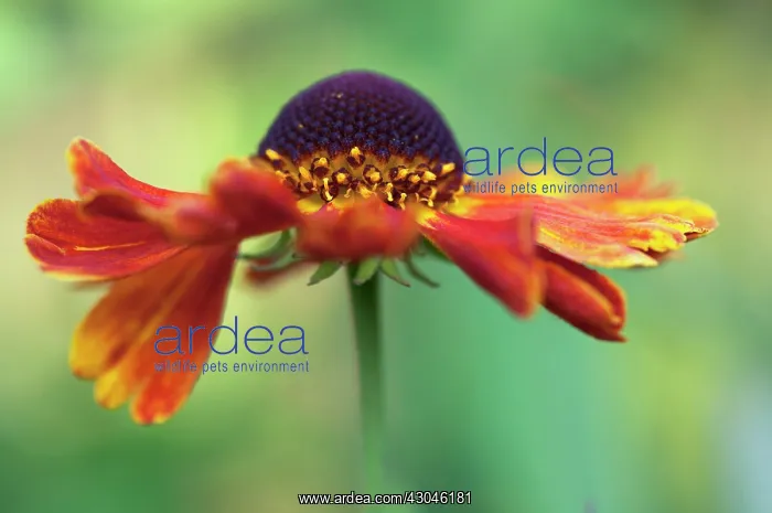 : Helen's Flower : Helen's Flower