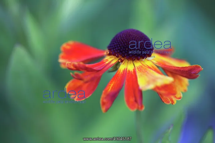 : Helen's Flower : Helen's Flower