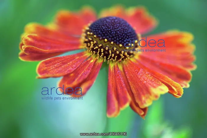  : Helen's Flower