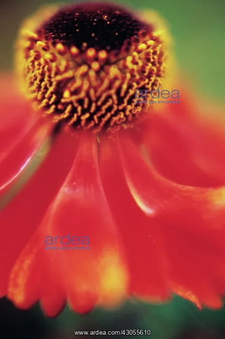: Helen's Flower : Helen's Flower