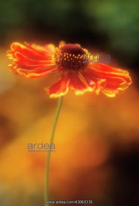 : Helen's Flower : Helen's Flower