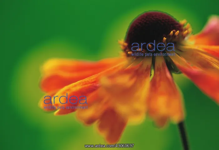 : Helen's Flower : Helen's Flower