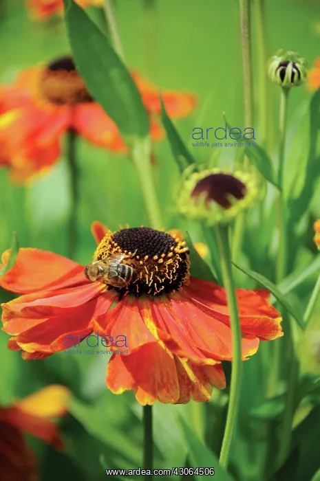  : Helen's Flower