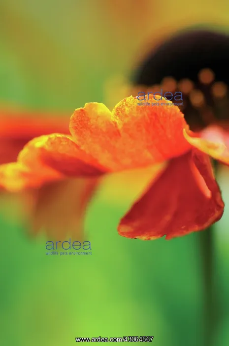 : Helen's Flower : Helen's Flower
