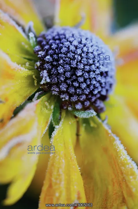: Helen's Flower : Helen's Flower