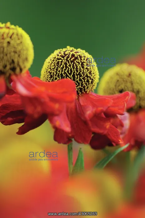  : Helen's Flower