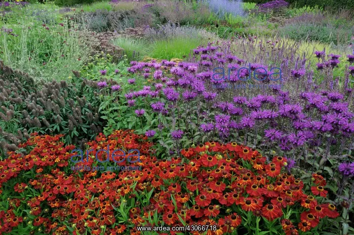 : Helen's Flower : Helen's Flower