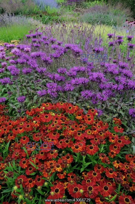 : Helen's Flower : Helen's Flower