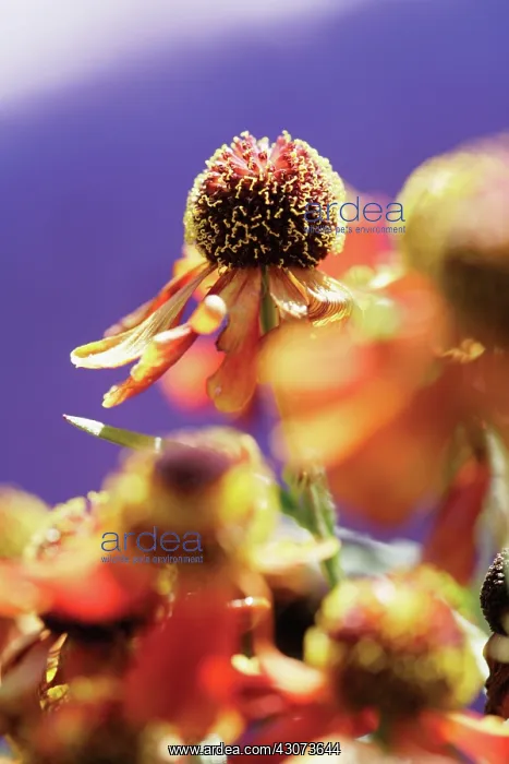 : Helen's Flower : Helen's Flower