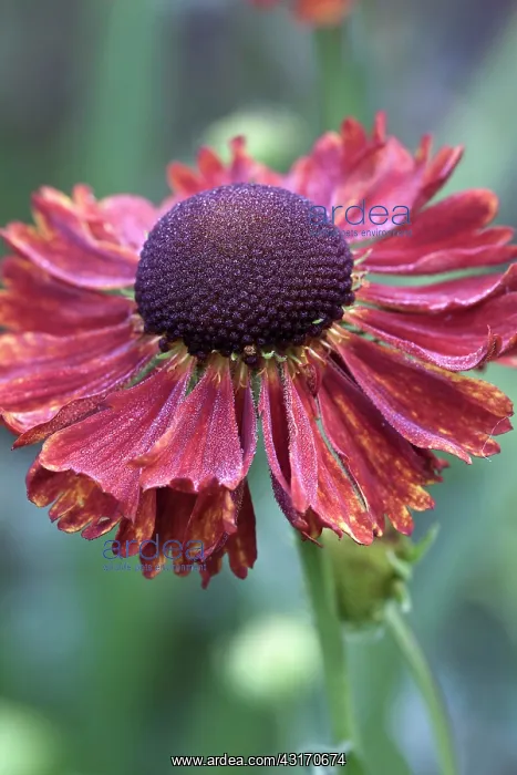 : Helen's flower, Helenium Moerheim Beauty close up of red b : Helen's flower, Helenium Moerheim Beauty close up of red b