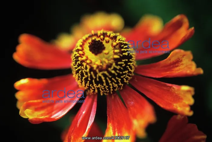 : Helen's Flower, Sneezeweed : Helen's Flower, Sneezeweed