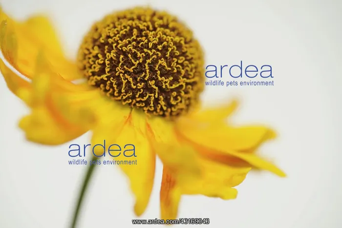 : Helen's flower, Sneezeweed, Helenium, viewed side on showing : Helen's flower, Sneezeweed, Helenium, viewed side on showing