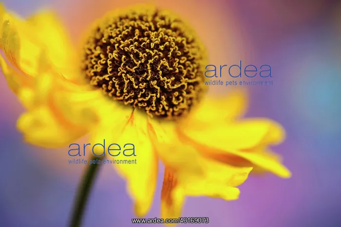 : Helen's flower, Sneezeweed, Helenium, viewed side on showing : Helen's flower, Sneezeweed, Helenium, viewed side on showing