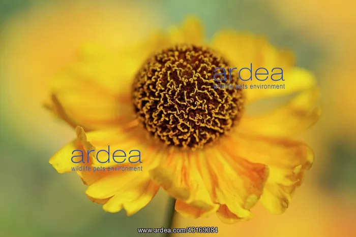 : Helen's flower, Sneezeweed, Helenium, viewed side on showing : Helen's flower, Sneezeweed, Helenium, viewed side on showing