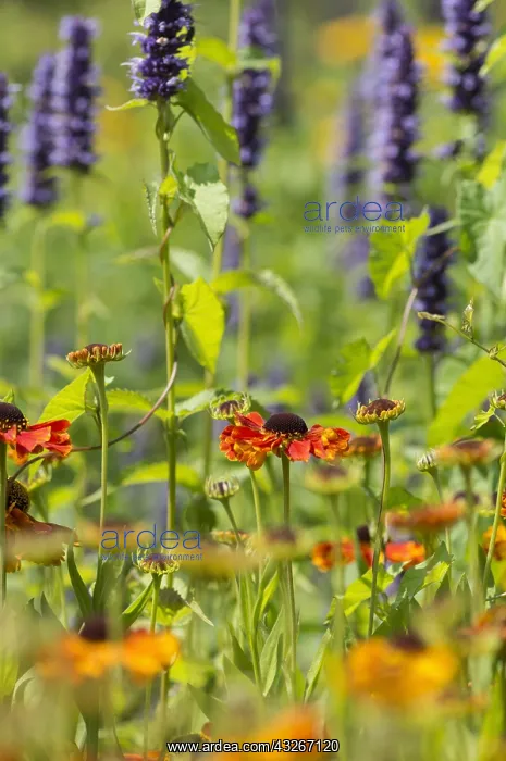 : Helen's flower, Sneezeweed, Helenium cultivar, Orange : Helen's flower, Sneezeweed, Helenium cultivar, Orange