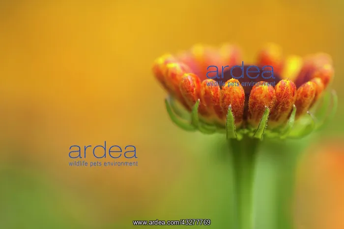 : Helen's flower, Sneezeweed, Helenium cultivar, Orange : Helen's flower, Sneezeweed, Helenium cultivar, Orange