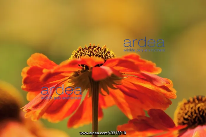 : Helen's flower, Sneezeweed, Helenium cultivar, Orange : Helen's flower, Sneezeweed, Helenium cultivar, Orange