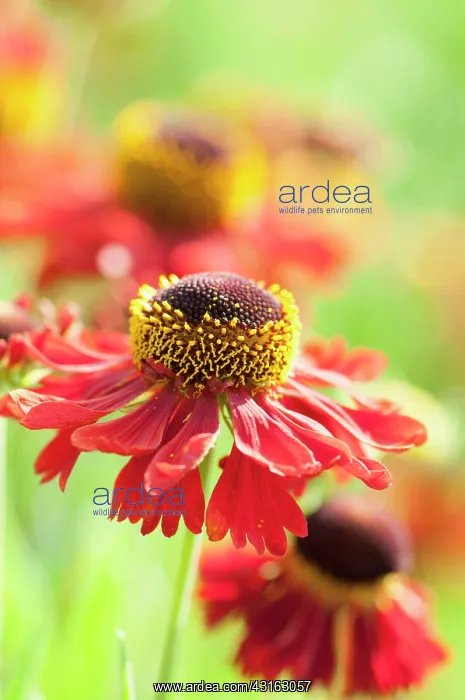 : Helen's flower, Sneezeweed, Helenium Moerheim Beauty : Helen's flower, Sneezeweed, Helenium Moerheim Beauty