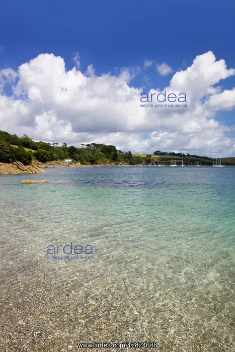 : Helford Estuary - from Trebah Garden Beach : Helford Estuary - from Trebah Garden Beach