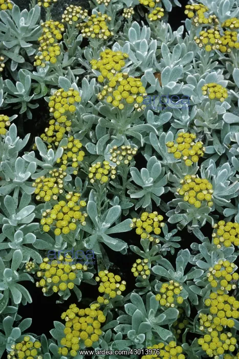 : Helichrysum : Helichrysum