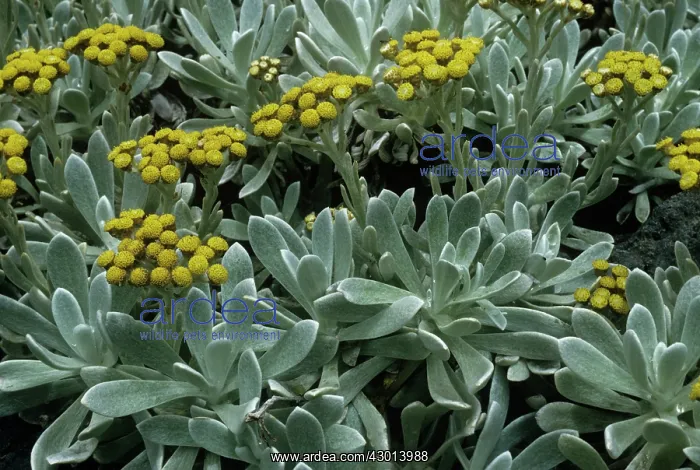 : Helichrysum : Helichrysum
