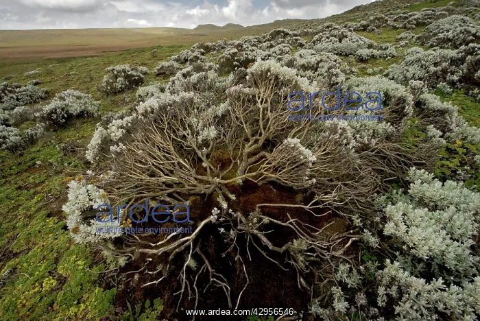 : Helichrysum sp. flowers on Sanetti Plateau : Helichrysum sp. flowers on Sanetti Plateau