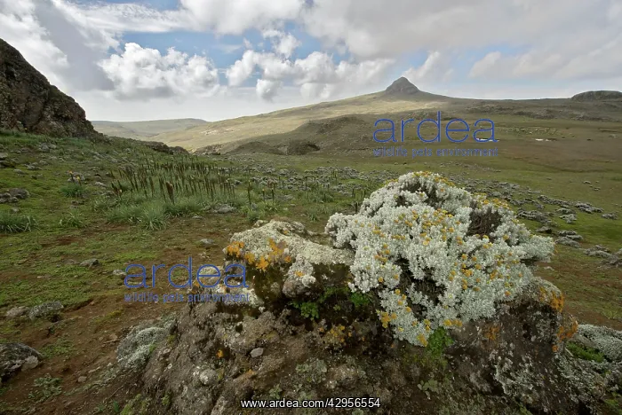 : Helichrysum sp. flowers on Sanetti Plateau : Helichrysum sp. flowers on Sanetti Plateau