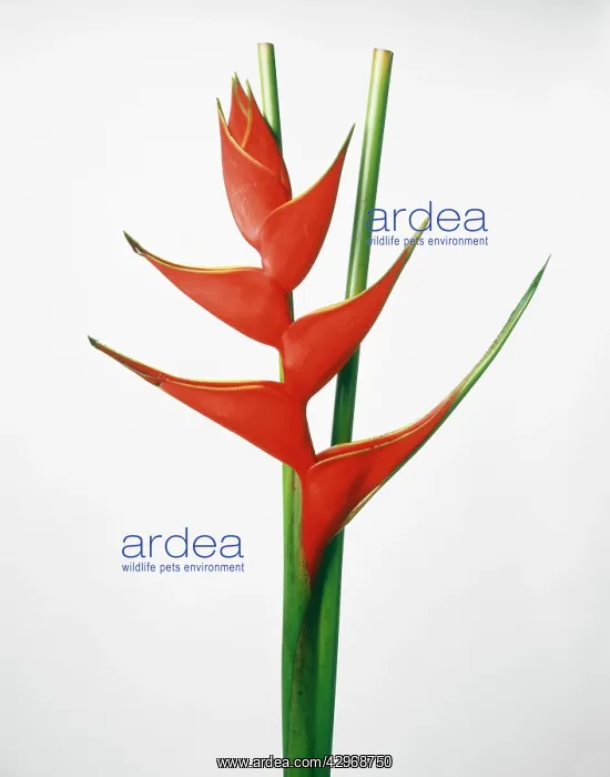  : Heliconia. Heliconia