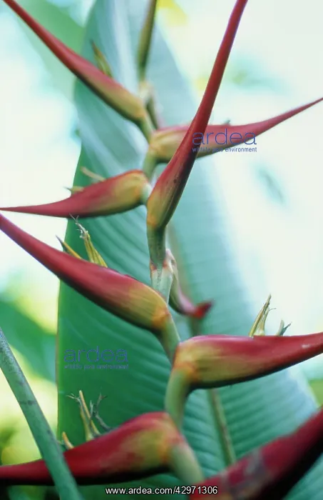  : Heliconia, Heliconia schiedeana
