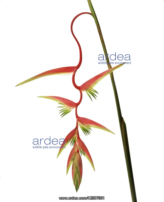  : Heliconia. Heliconia
