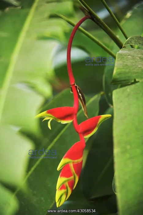  : Heliconia, Heliconia rostrata