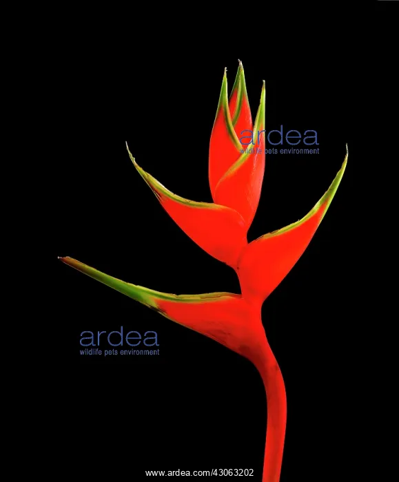  : Heliconia, Heliconia wagneriana