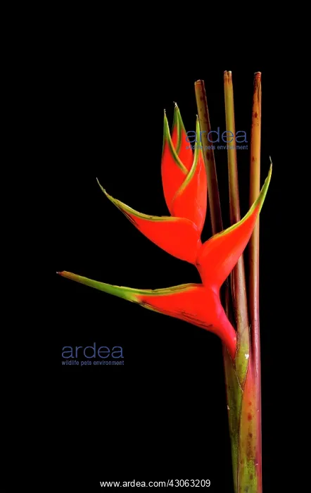  : Heliconia, Heliconia wagneriana