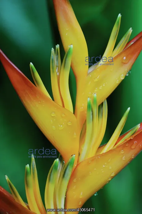  : Heliconia