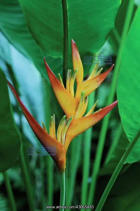  : Heliconia