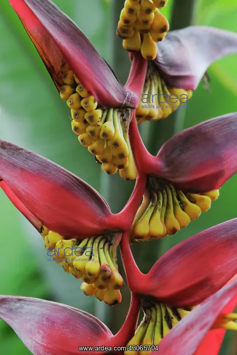  : Heliconia, Heliconia trichocarpa