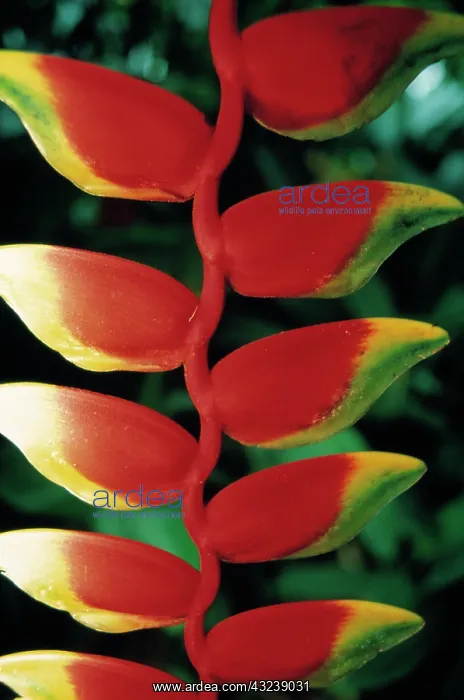 : Heliconia. Heliconia