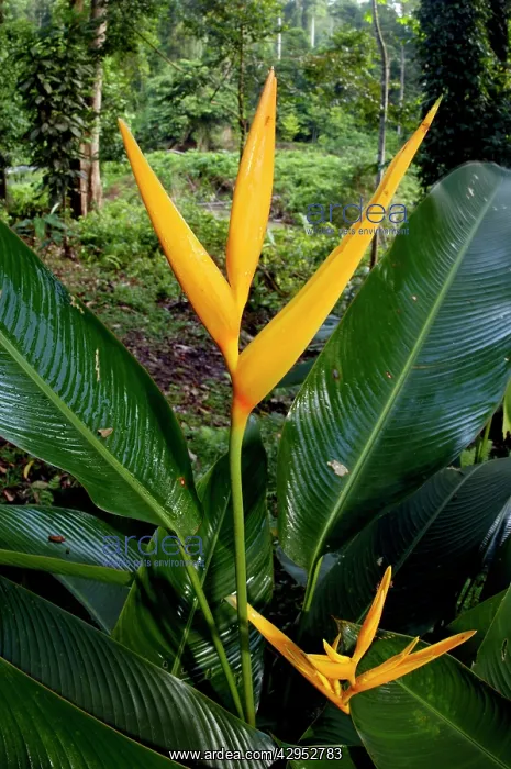  : Heliconia (a species of Ginger) plant flowers at