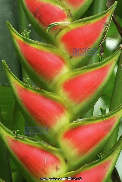  : Heliconia Flower