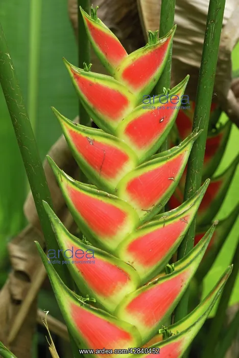  : Heliconia Flower
