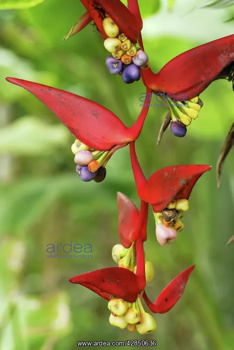  : Heliconia Flower