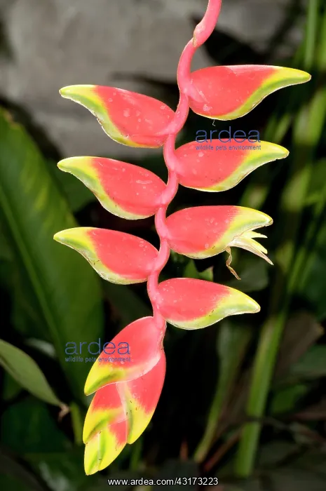  : Heliconia flower exotica, Indonesia