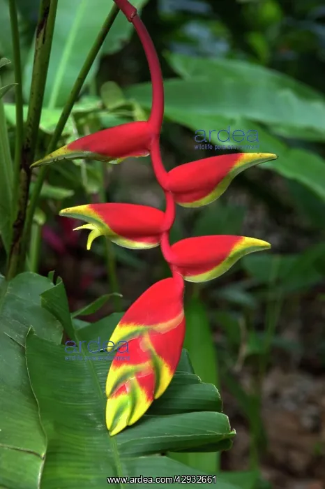  : Heliconia  /  Lobster Claw - often pollinated by hummingbirds